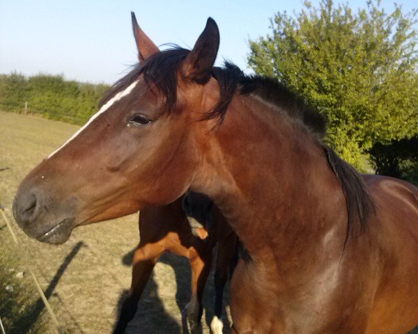 broodmare Cathleen (Hanoverian, 2002, from Don Pascal)