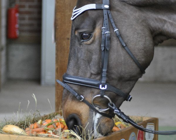 dressage horse Why so shy 2 (Hanoverian, 2004, from Weltruhm)