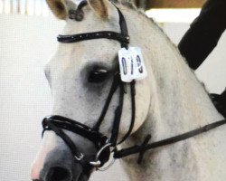 Jumper Playboy 271 (German Riding Pony, 2003)