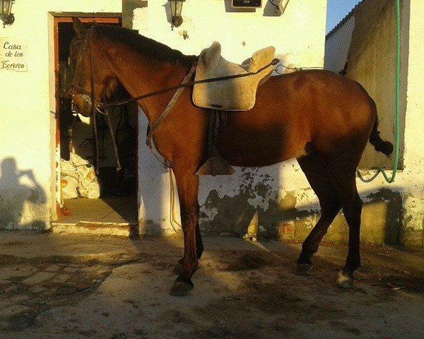 Pferd Veloz (Lusitano, 2013)