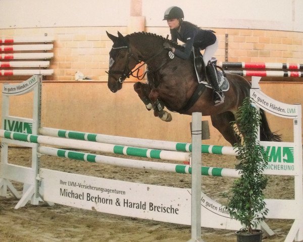 Jumper Amarena (Westphalian, 2009, from Arpeggio)