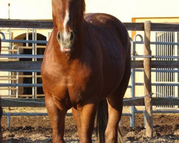horse Ron Rubins Bub (Oldenburg, 2012, from Ron Rubin)