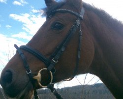 dressage horse Lolly Pop 38 (Rhinelander, 2007, from Lord Loxley I)