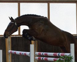 Springpferd Ribella D (Württemberger, 2009, von Risandro)