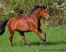 dressage horse Kasiopaya (German Riding Pony, 2006, from Cassedy)