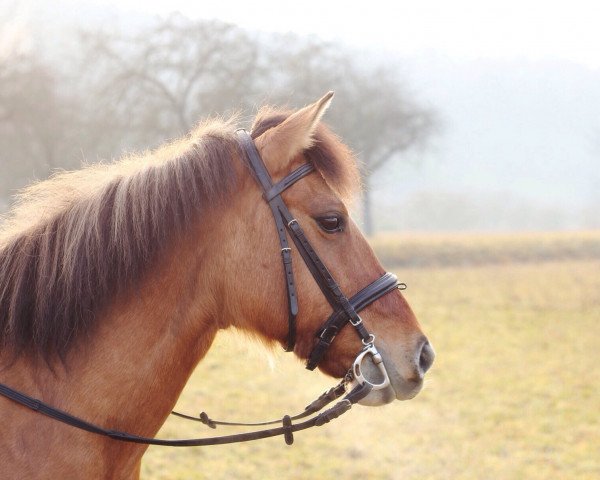 Dressurpferd Toffee (Dülmener, 2005)