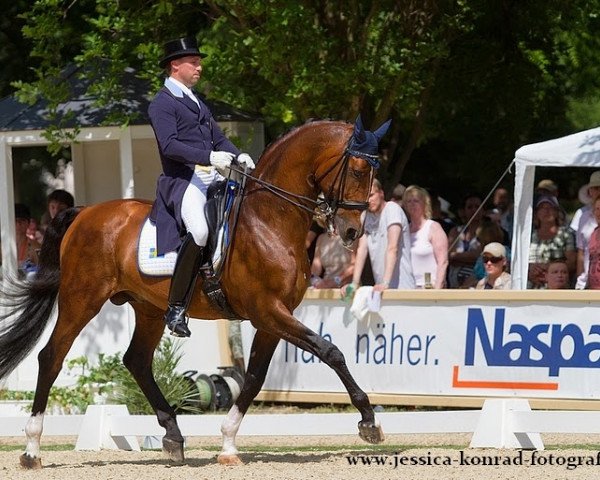stallion Biggles 1015 (Swedish Warmblood, 1998, from Briar)