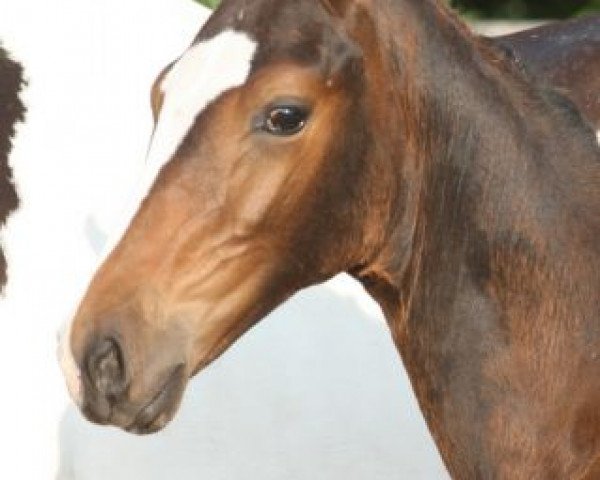 Pferd Interface (KWPN (Niederländisches Warmblut), 2013, von Montender)