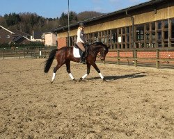 broodmare Soleil D'Amour L (Oldenburg, 2008, from Swarovski)