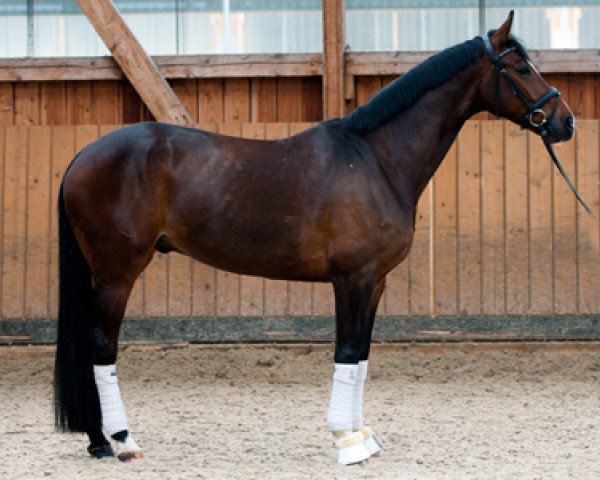 dressage horse Luisao (Oldenburg, 2011, from Licotus)