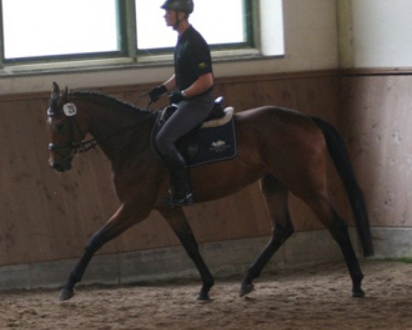 Zuchtstute Penelope G (Italienisches Warmblut, 2012, von Stedinger)