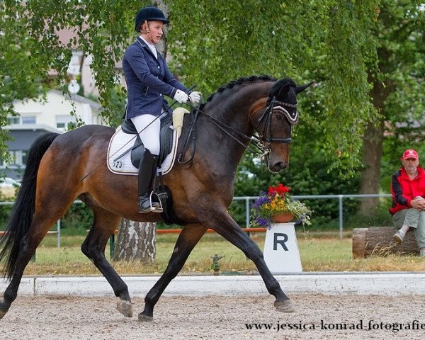 Dressurpferd Dusty Dutchman (Hessisches Warmblut, 1998, von Donatelli I)