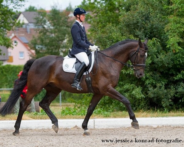 Dressurpferd Fridericus Rex 13 (Oldenburger, 2008, von For Compliment)