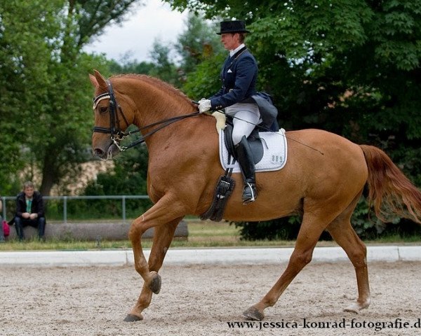 dressage horse Rodrigos E.H. (Württemberger, 2002, from Royal Diamond)