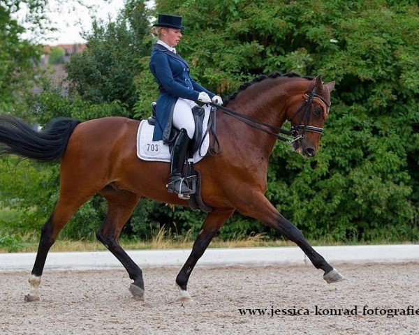 dressage horse Laporello (Württemberger, 2002, from Loving Dancer)
