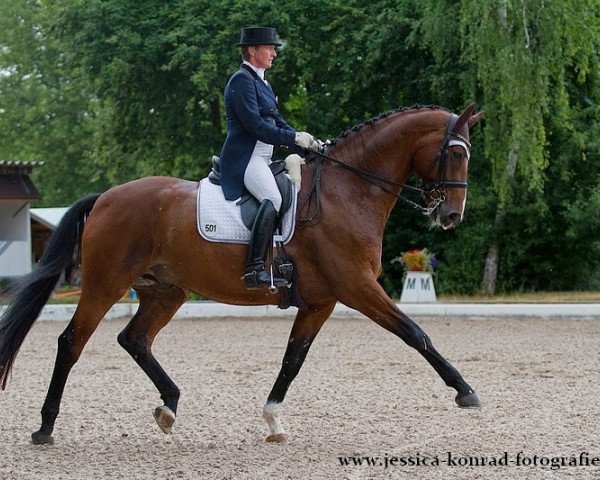 Dressurpferd Don Ravel (Oldenburger, 2004, von Don Romantic)