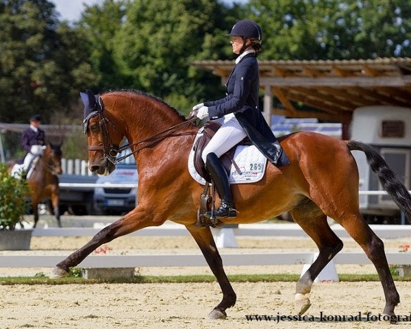 Dressurpferd Watango 2 (KWPN (Niederländisches Warmblut), 1998, von Wolfgang)