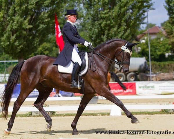 dressage horse Respighi (Oldenburg, 2003, from Rosario 37)