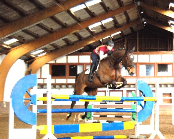 jumper Pina Colata (anglo european sporthorse, 2004, from Pokemon Ddh)