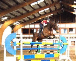 jumper Pina Colata (anglo european sporthorse, 2004, from Pokemon Ddh)