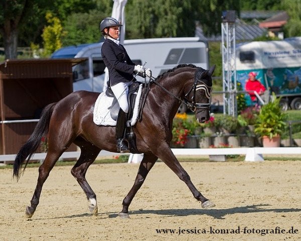 dressage horse Urtanz (Trakehner, 2007, from Hirtentanz 2) dressage horse Urtanz (Trakehner, 2007, from Hirtentanz 2)