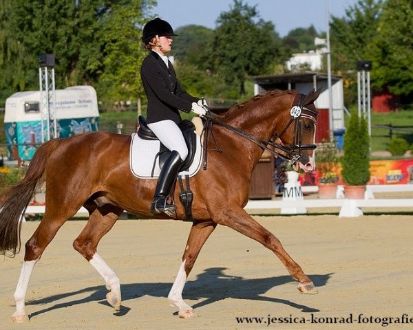 dressage horse Davidoff 131 (German Warmblood, 2000, from Dornenkönig)