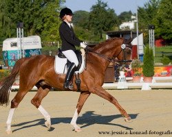 Dressurpferd Davidoff 131 (Deutsches Reitpferd, 2000, von Dornenkönig)