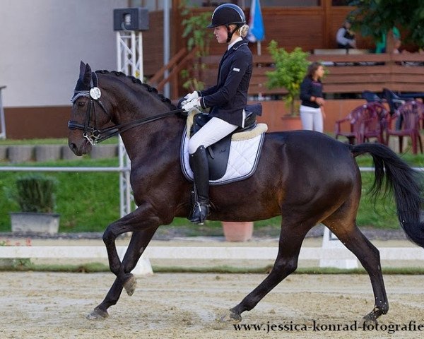 dressage horse Dike 6 (Hanoverian, 2001, from Del Piero) dressage horse Dike 6 (Hanoverian, 2001, from Del Piero)