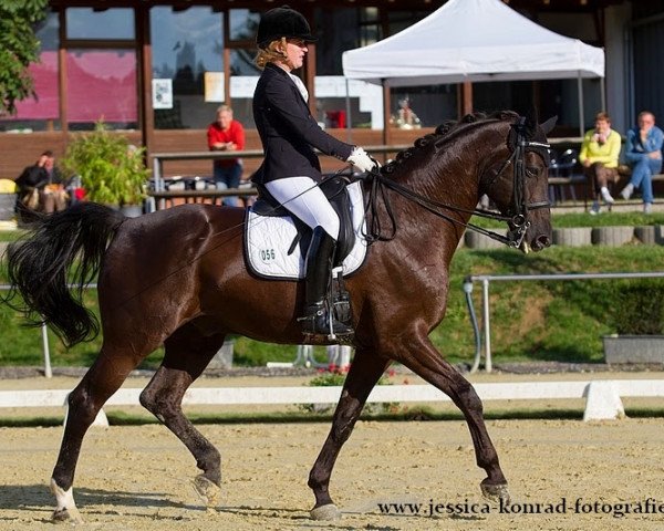 dressage horse Di Nero 3 (Hanoverian, 1999, from De Niro)