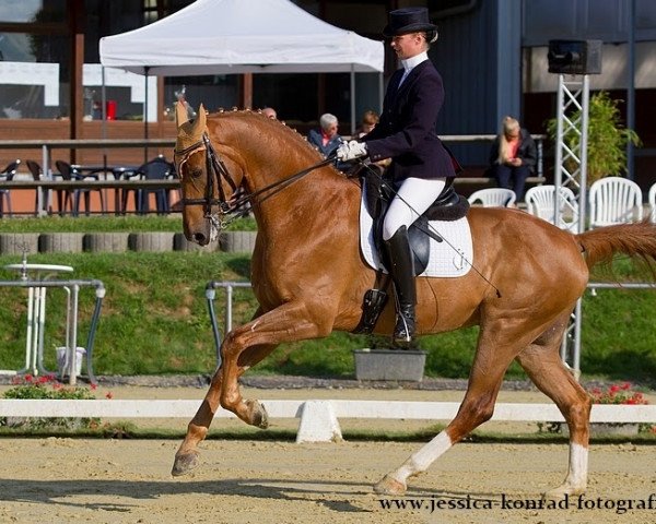 stallion Bombastic 3 (Westphalian, 2004, from Belissimo NRW)
