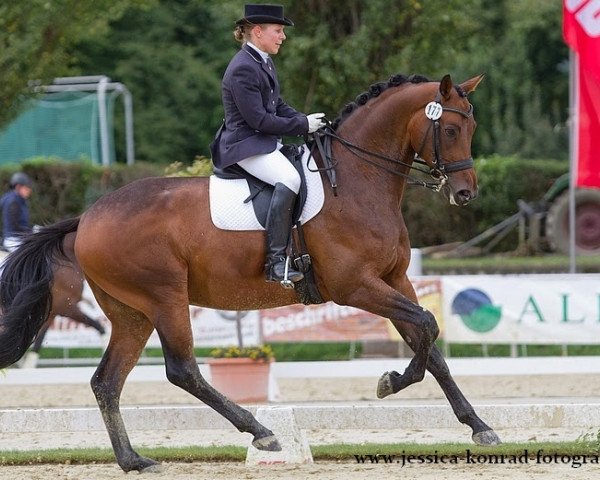 dressage horse Pennino 2 (Trakehner, 2006, from Elfengeist)