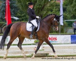 dressage horse Degenhart (Oldenburg, 2004, from Don Larino 171 FIN)