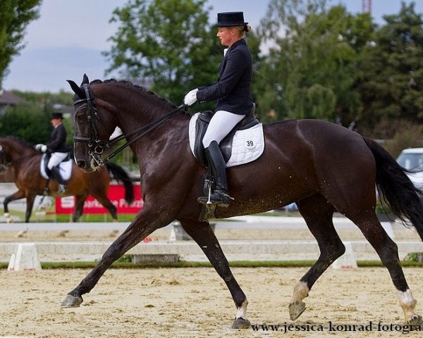 broodmare Dark Delight 2 (Hanoverian, 2000, from De Niro)