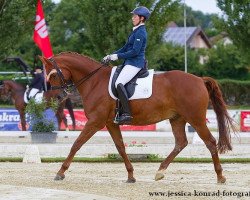 Dressurpferd Why Not 266 (KWPN (Niederländisches Warmblut), 2003, von Gribaldi)