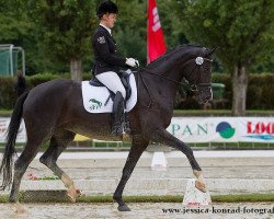 Dressurpferd Purble Sun (Deutsches Sportpferd, 2009, von Sir Donnerhall I)