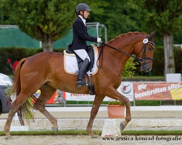 dressage horse Escada S 3 (Württemberger, 2009, from Easy Game)