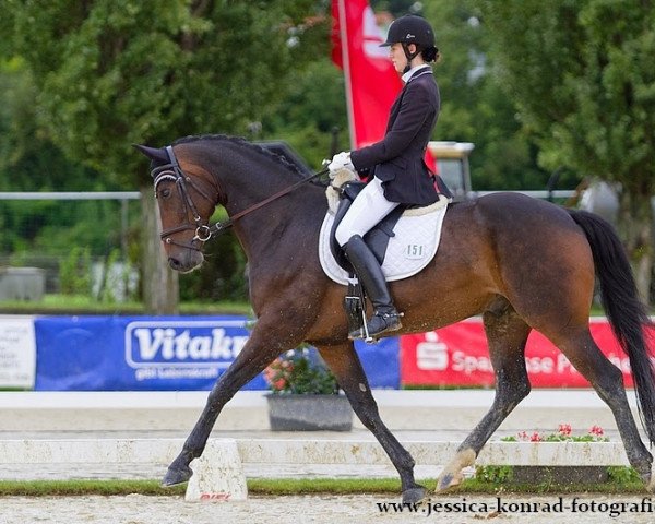 Dressurpferd Lacoste 138 (Westfale, 2008, von Tannenhof's London Swing)