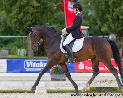 dressage horse Lacoste 138 (Westphalian, 2008, from Tannenhof's London Swing)