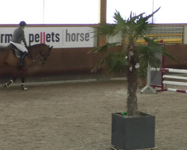 Reitturnier Dettingen 2020