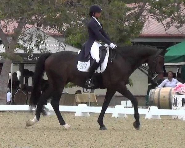 dressage horse Wilton 11 (KWPN (Royal Dutch Sporthorse), 2003, from Jazz)