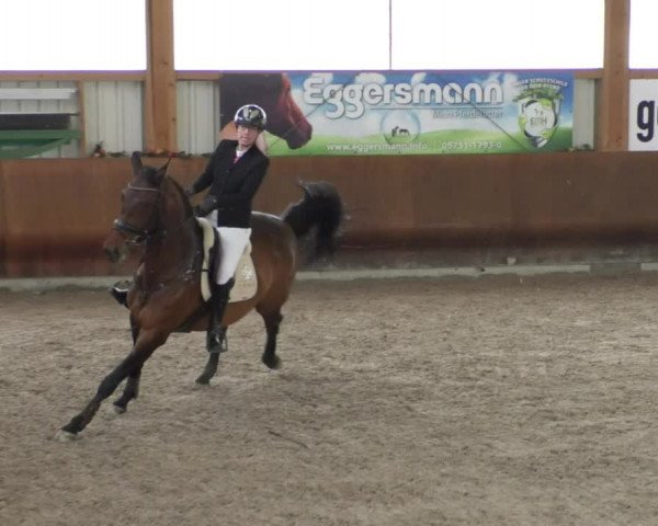 Reitturnier Dettingen 2020
