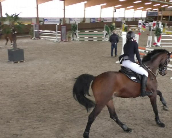 Reitturnier Dettingen 2020
