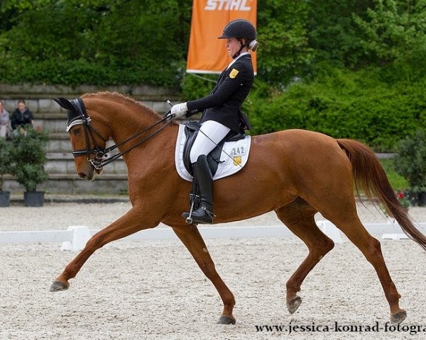 broodmare Finale Grande (Hanoverian, 2004, from Fielmann)