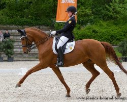 broodmare Finale Grande (Hanoverian, 2004, from Fielmann)
