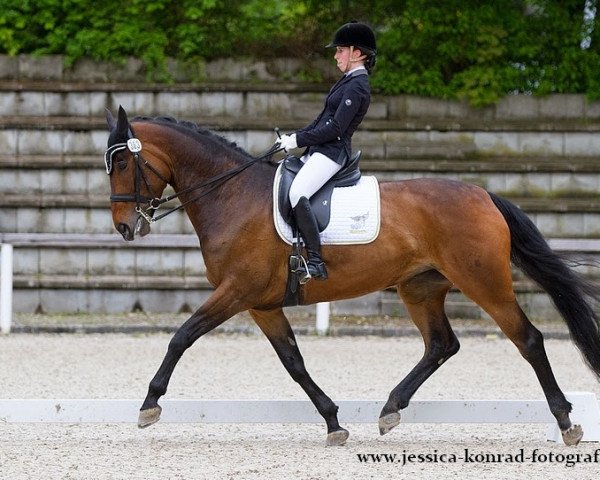 Dressurpferd Rashidah G (Württemberger, 2007, von Rubin Royal OLD)