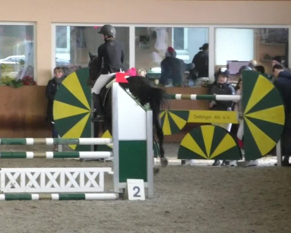 Reitturnier Dettingen 2020