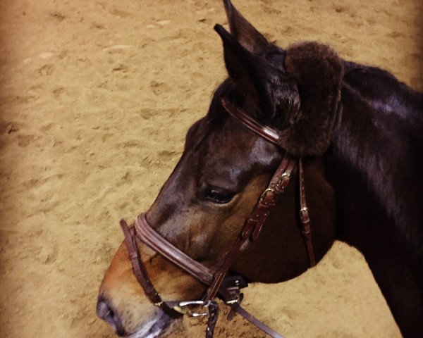 horse Lorgos Pippa (Rhinelander, 2009, from Lorgos GL)