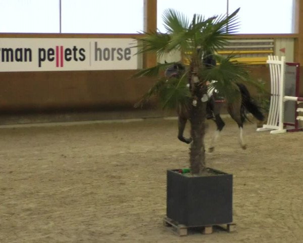 Reitturnier Dettingen 2020
