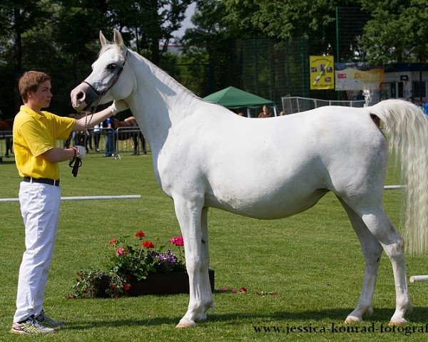 broodmare JM Shakila ox (Arabian purebred, 2007, from Djammal ox)