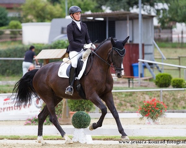 dressage horse Honeymoon 103 (Württemberger, 2009, from Hoftanz)
